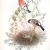 Pyrrhula vulgaris. Bullfinch.