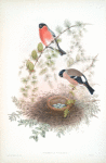 Pyrrhula vulgaris. Bullfinch.