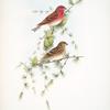 Carpodacus erythrinus. Scarlet Bullfinch.