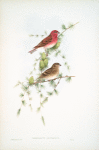 Carpodacus erythrinus. Scarlet Bullfinch.