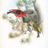 Loxia curvirostra. Common Crossbill.