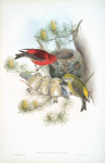 Loxia curvirostra. Common Crossbill.
