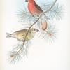 Loxia pityopsittacus. Parrot Crossbill.