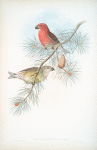 Loxia pityopsittacus. Parrot Crossbill.