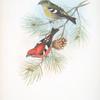 Loxia bifasciata. White-winged Crossbill.