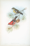 Loxia bifasciata. White-winged Crossbill.
