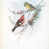 Loxia leucoptera. American White-winged Crossbill.