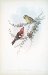 Loxia leucoptera. American White-winged Crossbill.
