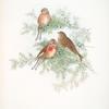 Linota cannabina. Linnet.
