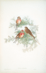 Linota cannabina. Linnet.