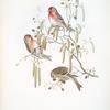 Ægiothus linaria. Mealy Redpole.