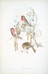 Ægiothus linaria. Mealy Redpole.