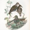 Sturnus vulgaris. Young.  Starling (young).