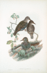 Sturnus vulgaris. Young.  Starling (young).