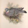 Palumbus torquatus.  Wood-Pigeon, or Cushat.