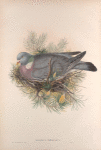 Palumbus torquatus.  Wood-Pigeon, or Cushat.