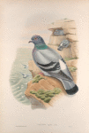 Columba livia. Rock-Pigeon.