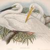 Herodias alba. Great White Egret, or White Heron.