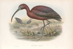 Falcinellus igneus. Glossy Ibis.