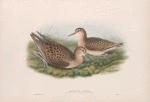Machetes pugnax. Ruff and Reene in first-autumn plumage.