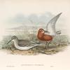 Ancylocheilus subarquata. Curlew Sandpiper.
