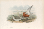 Ancylocheilus subarquata. Curlew Sandpiper.