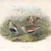 Pelinda cinclus. (Summer plumage). Dunlin (summer plumage).