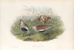 Pelinda cinclus. (Summer plumage). Dunlin (summer plumage).