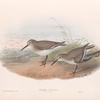 Pelinda cinclus. (Winter plumage). Dunlin (winter plumage).