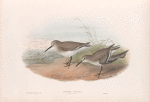 Pelinda cinclus. (Winter plumage). Dunlin (winter plumage).