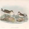 Pelinda Bonapartei. Bonaparte's Sandpiper.