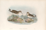 Pelinda Bonapartei. Bonaparte's Sandpiper.