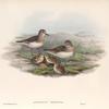 Leimonites Temminckii. Temminck's Stint.