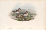 Leimonites Temminckii. Temminck's Stint.