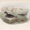 Arquatella maritima.  Purple Sandpiper.
