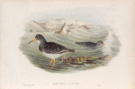Arquatella maritima.  Purple Sandpiper.