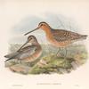 Macrorhamphus griseus. Red-breasted or Brown Snipe.