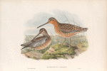 Macrorhamphus griseus. Red-breasted or Brown Snipe.
