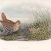 Gallinago major. Great Snipe.
