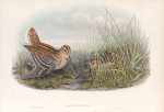 Gallinago major. Great Snipe.