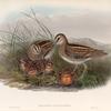 Gallinago scolopacina. Common Snipe.