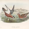 Phalaropus fulicarius. Summer plumage. Grey Phalarope (summer plumage).