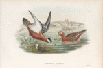 Phalaropus fulicarius. Summer plumage. Grey Phalarope (summer plumage).