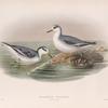 Phalaropus fulicarius. Winter plumage. Grey Phalarope (winter plumage).