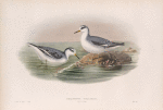 Phalaropus fulicarius. Winter plumage. Grey Phalarope (winter plumage).