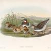 Lobipes hyperboreus. Red-necked Phalarope.