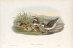 Lobipes hyperboreus. Red-necked Phalarope.