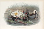 Gallinula chloropus.  Moorhen.