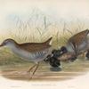 Rallus aquaticus.  Water-Rail.