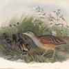 Crex pratensis.  Land-Rail, or Corn Crake.